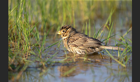 Grauammer (Miliaria calandra)