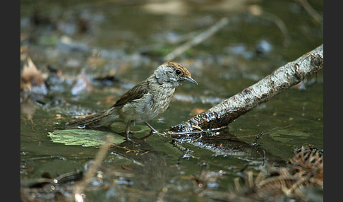 Mönchsgrasmücke (Sylvia atricapilla)