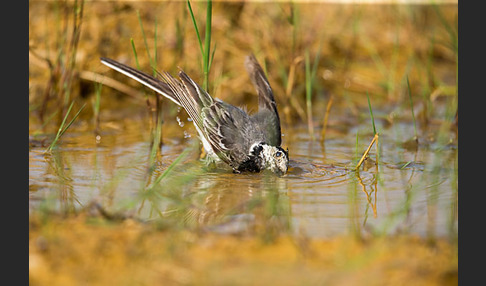 Bachstelze (Motacilla alba)