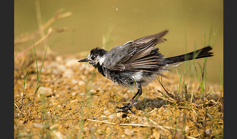 Bachstelze (Motacilla alba)