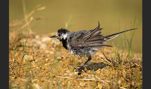 Bachstelze (Motacilla alba)