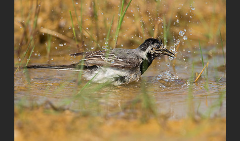 Bachstelze (Motacilla alba)