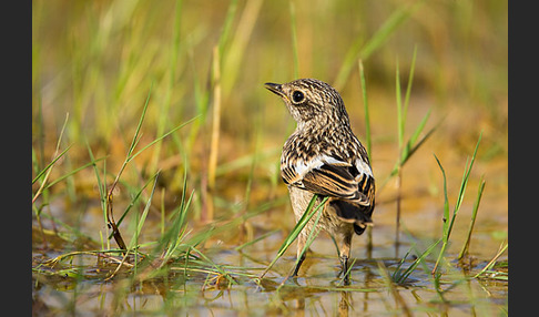 Schwarzkehlchen (Saxicola torquata)