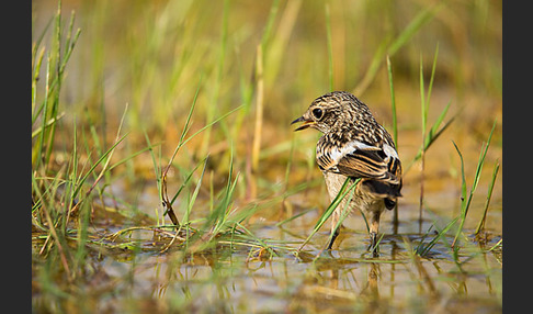 Schwarzkehlchen (Saxicola torquata)