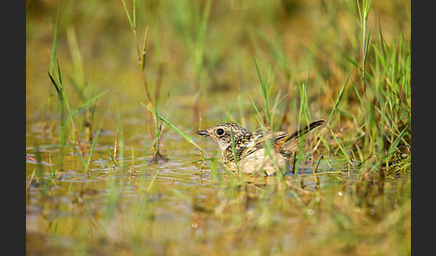 Schwarzkehlchen (Saxicola torquata)