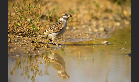 Feldsperling (Passer montanus)