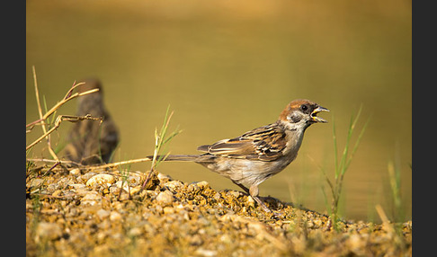 Feldsperling (Passer montanus)