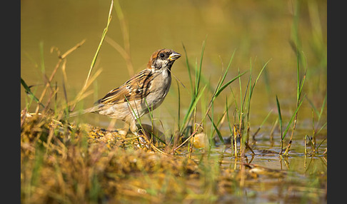 Feldsperling (Passer montanus)