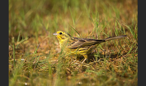 Goldammer (Emberiza citrinella)