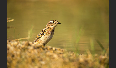 Braunkehlchen (Saxicola rubetra)