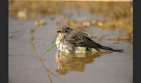 Wiesenschafstelze (Motacilla flava)