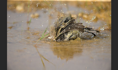 Wiesenschafstelze (Motacilla flava)