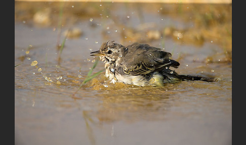 Wiesenschafstelze (Motacilla flava)