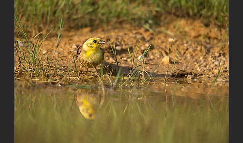 Goldammer (Emberiza citrinella)