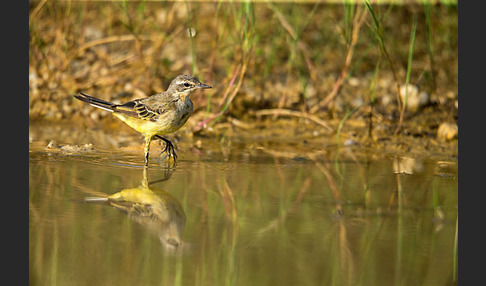 Wiesenschafstelze (Motacilla flava)