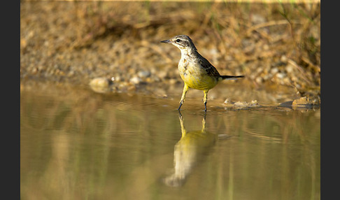 Wiesenschafstelze (Motacilla flava)