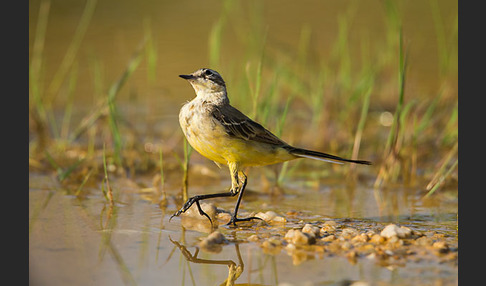 Wiesenschafstelze (Motacilla flava)