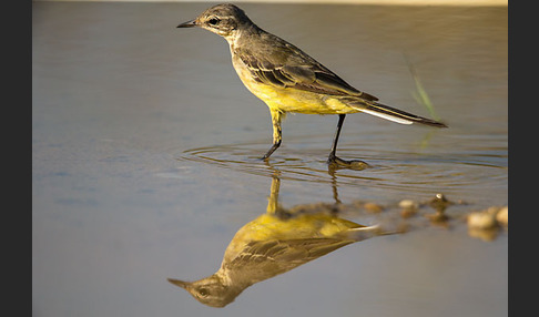 Wiesenschafstelze (Motacilla flava)