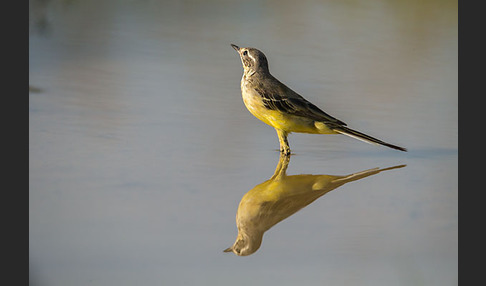 Wiesenschafstelze (Motacilla flava)