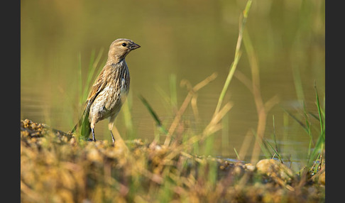 Bluthänfling (Acanthis cannabina)