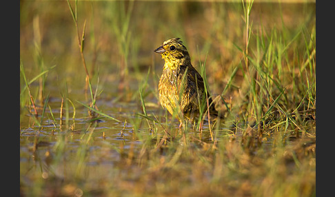 Goldammer (Emberiza citrinella)