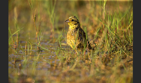 Goldammer (Emberiza citrinella)