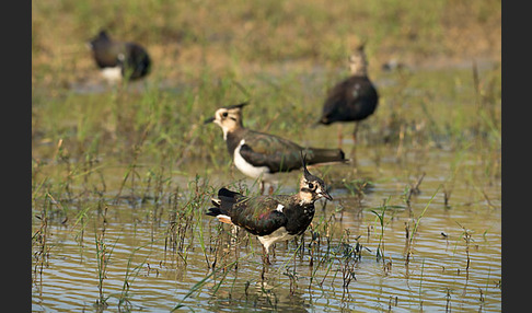 Kiebitz (Vanellus vanellus)