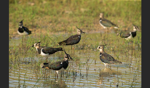 Kiebitz (Vanellus vanellus)