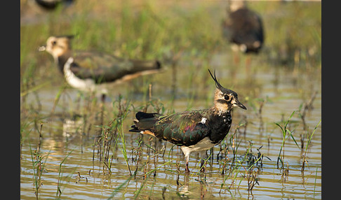 Kiebitz (Vanellus vanellus)