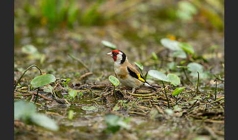 Stieglitz (Carduelis carduelis)