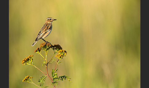 Braunkehlchen (Saxicola rubetra)