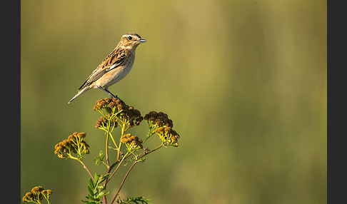 Braunkehlchen (Saxicola rubetra)