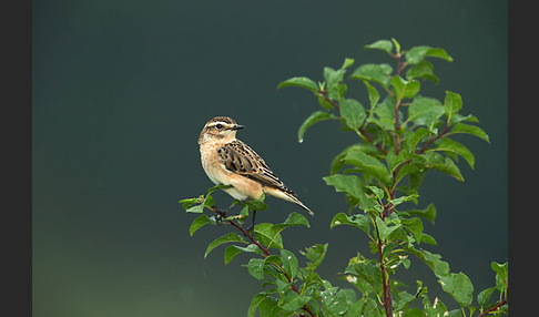 Braunkehlchen (Saxicola rubetra)