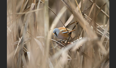 Bartmeise (Panurus biarmicus)