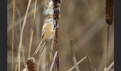 Bartmeise (Panurus biarmicus)