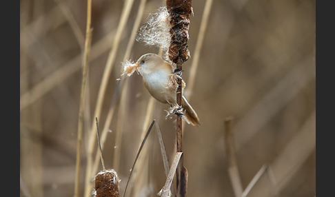 Bartmeise (Panurus biarmicus)