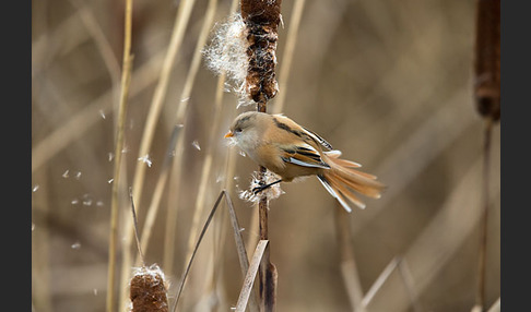 Bartmeise (Panurus biarmicus)