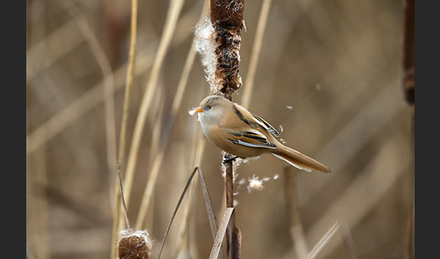 Bartmeise (Panurus biarmicus)