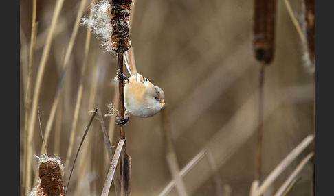 Bartmeise (Panurus biarmicus)