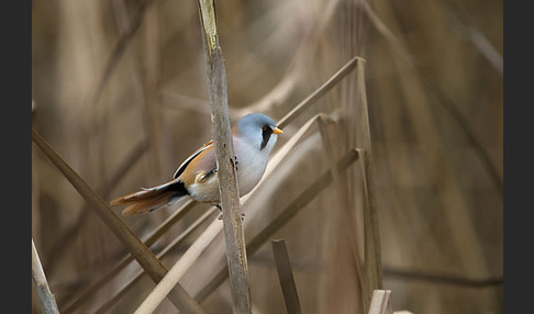 Bartmeise (Panurus biarmicus)