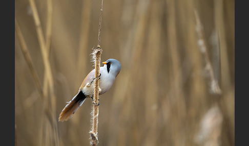 Bartmeise (Panurus biarmicus)