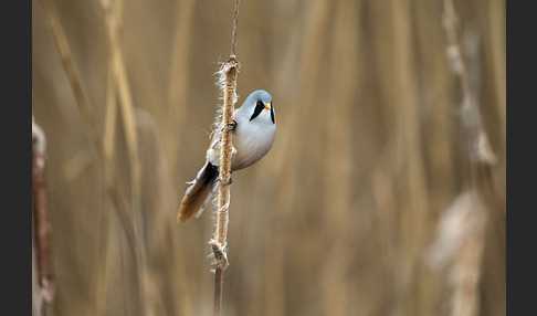 Bartmeise (Panurus biarmicus)