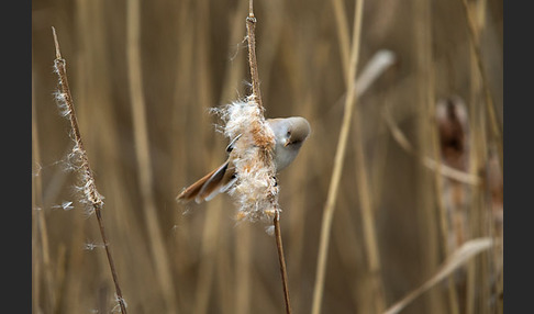 Bartmeise (Panurus biarmicus)