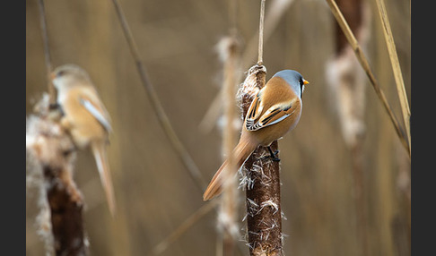 Bartmeise (Panurus biarmicus)