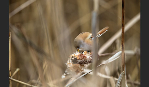 Bartmeise (Panurus biarmicus)