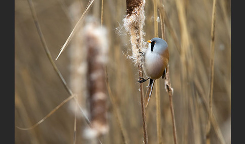 Bartmeise (Panurus biarmicus)