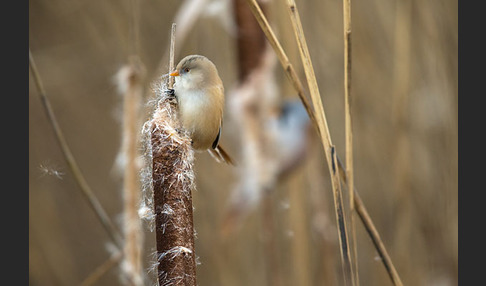 Bartmeise (Panurus biarmicus)