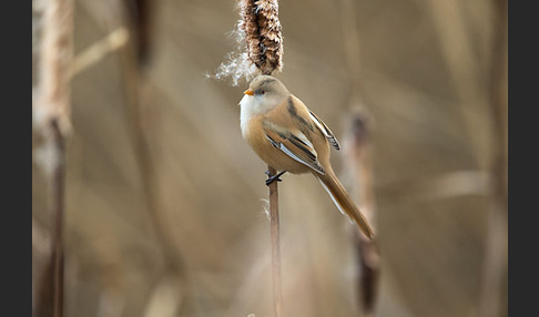 Bartmeise (Panurus biarmicus)