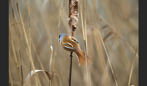 Bartmeise (Panurus biarmicus)