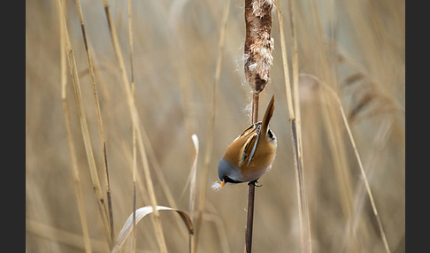 Bartmeise (Panurus biarmicus)